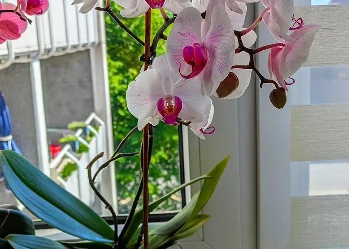 Wohlfuehloase 80 Qm Max 6 Pers * Bielefeld